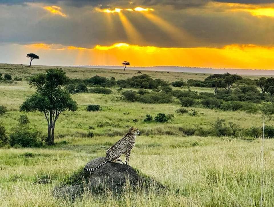 Hotel Leruk Maasai Mara Camp à Sekenani Extérieur photo