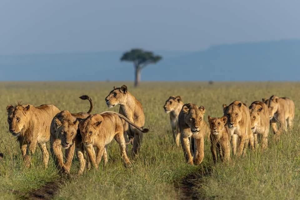 Hotel Leruk Maasai Mara Camp à Sekenani Extérieur photo